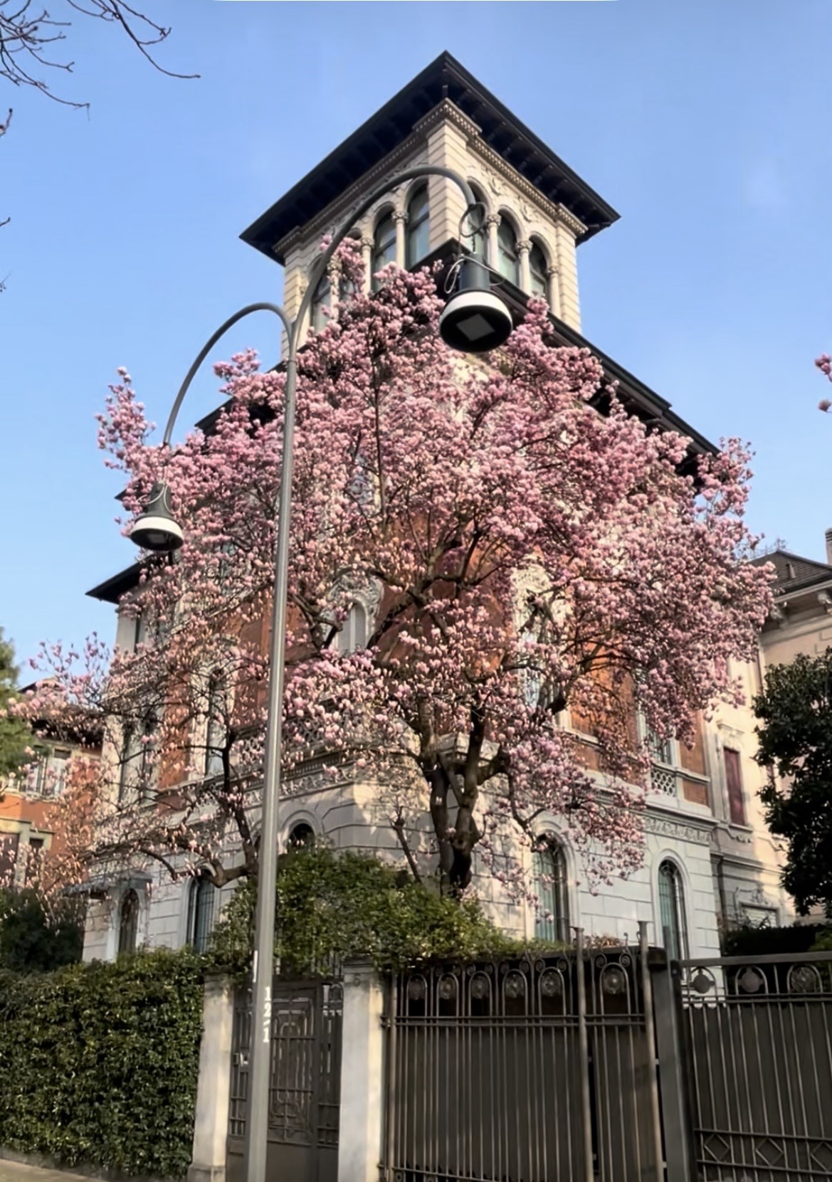 Magnolia trees in bloom in Milan